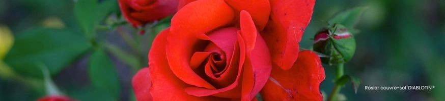 Commandez vos Rosiers Couvre-sol avec Petales-de-roses.com