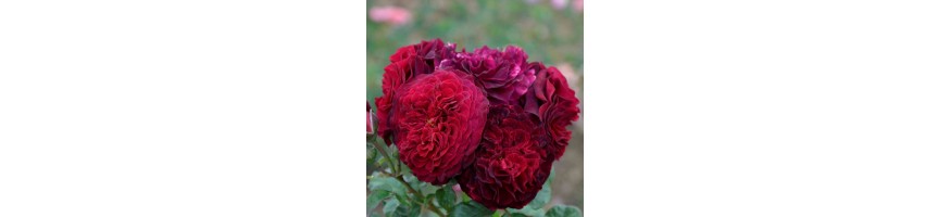 Commandez vos Rosiers Demi-tiges chez Petales-de-roses.com