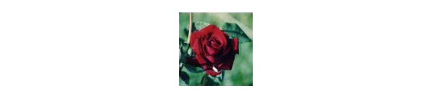 Commandez vos Rosiers Tiges chez Petales-de-roses.com