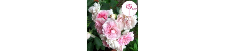 Commandez vos Rosiers Demi-pleureurs chez Petales-de-roses.com