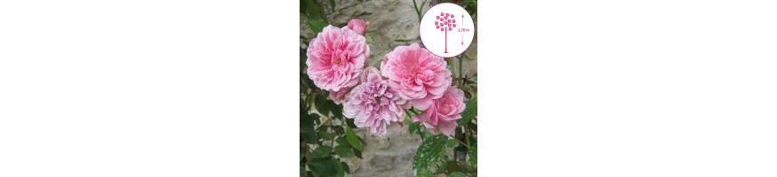 Commandez vos Rosiers Pleureurs chez Petales-de-roses.com