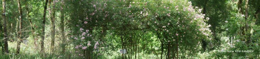 Rambler Roses ! Producer | The specialist of rosebushes