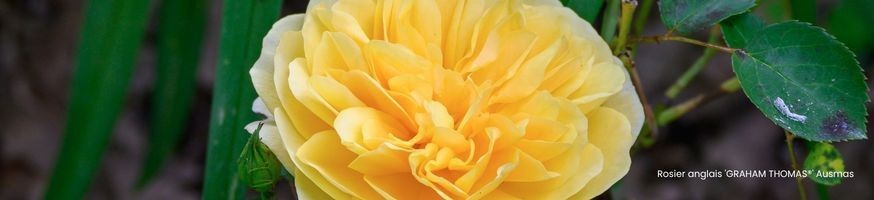 Rosiers Anglais | Parfumés & Romantiques | Producteur Anjou