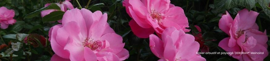 Rose Bushes