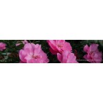 Rosiers Buissons