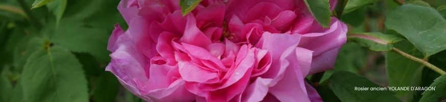 Old and Botanical Roses