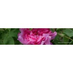 Rosiers Anciens & Botaniques