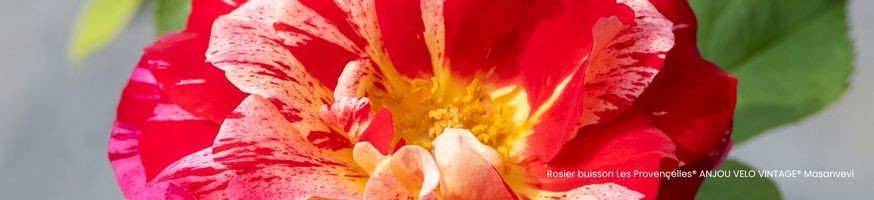 Rosiers - Créations exclusives Petales-de-roses.com