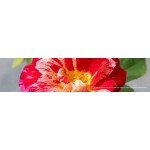 Nos Créations Pétales-de-roses.com