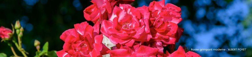 Commandez vos Rosiers Grimpants Modernes avec Petales-de-roses.com