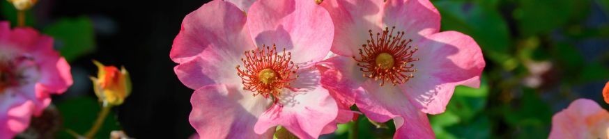 Rosiers Tiges & Pleureurs | Parfumés & Produits en Anjou