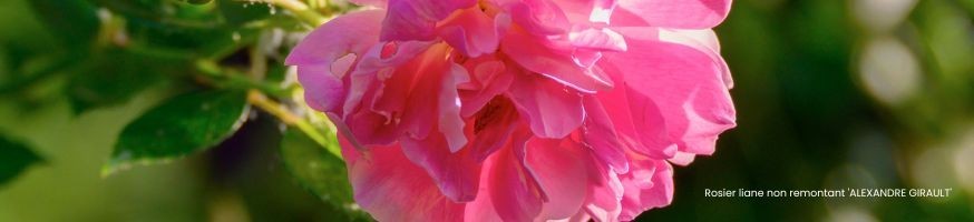 Commandez vos Rosiers Lianes Non Remontants chez Petales-de-roses.com
