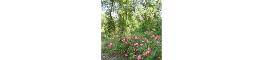 Commandez vos Rosiers Botaniques avec Petales-de-roses.com