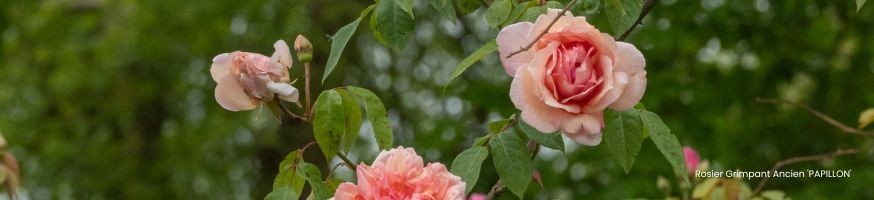 Rosiers Grimpants Anciens | Rares & Parfumés | Producteur Anjou