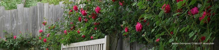 Rosiers Grimpants | Vente Directe Producteur | +100 Variétés